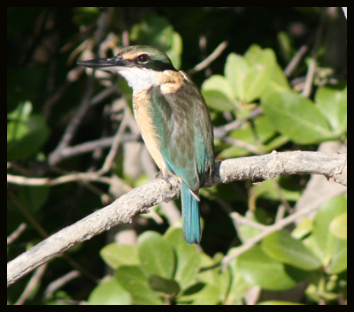 Sacarid kingfisher
